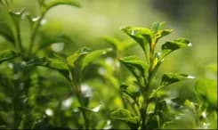 10 Essential Tips for First-Time Travelers to Bangladesh